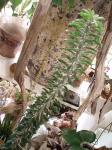 おもろい多肉植物がやって来た｜「花工房アクト」　（静岡県浜松市中央区の花キューピット加盟店 花屋）のブログ