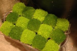 サギナもふもふ｜「花工房アクト」　（静岡県浜松市中央区の花キューピット加盟店 花屋）のブログ